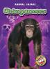 Book cover for "Chimpanzees".