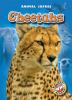 Book cover for "Cheetahs".