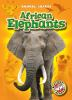 Book cover for "African elephants".