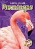 Book cover for "Flamingos".