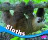 Book cover for "Sloths".