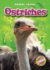 Book cover for "Ostriches".